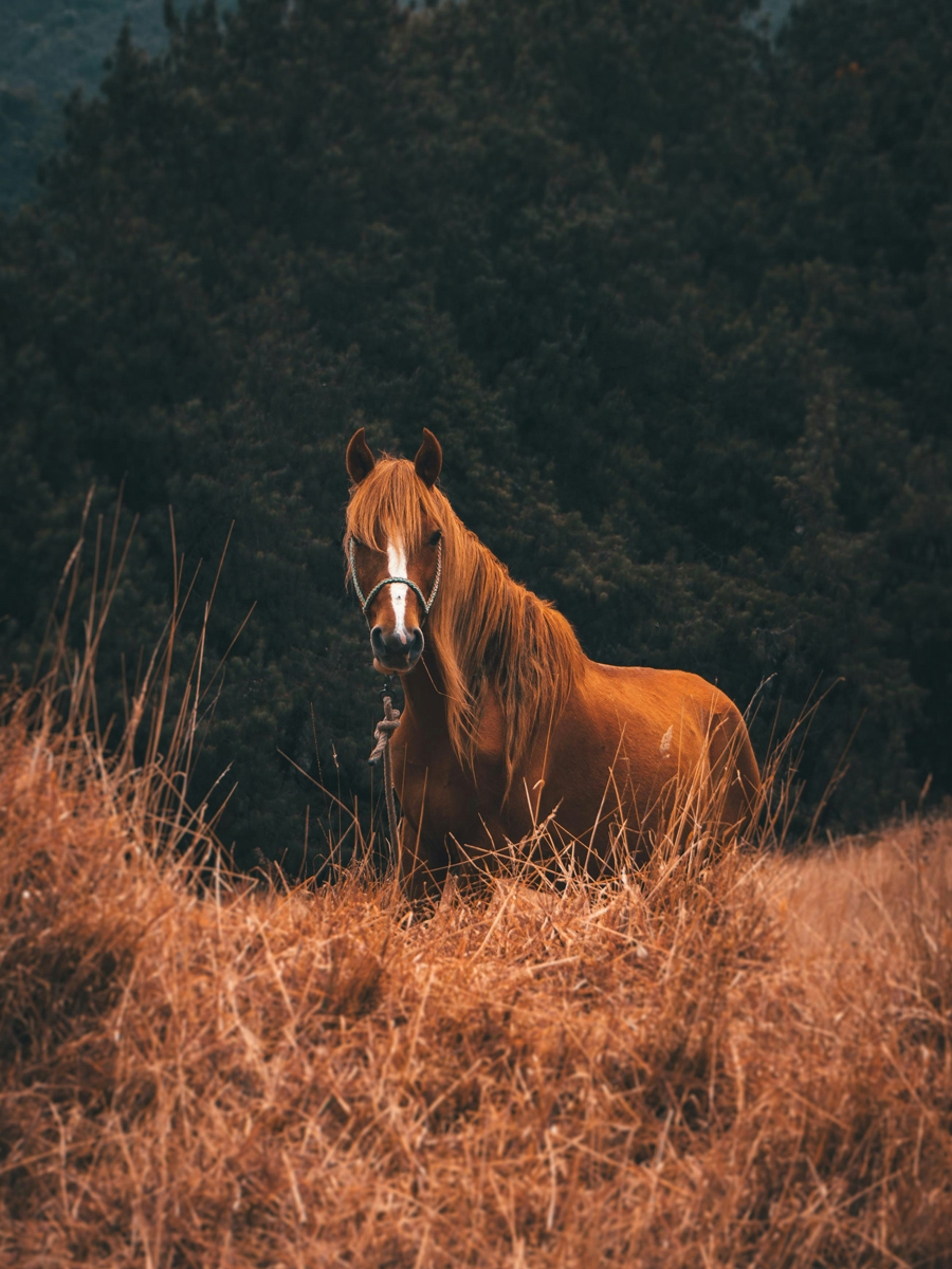 Balade à cheval sur les sentiers du littoral du golfe du Morbihan 